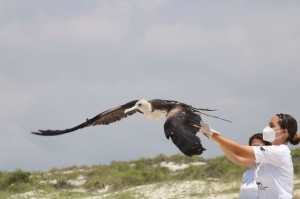 Soltura Fragata-Gabriela Bezerra-Instituto Albatroz