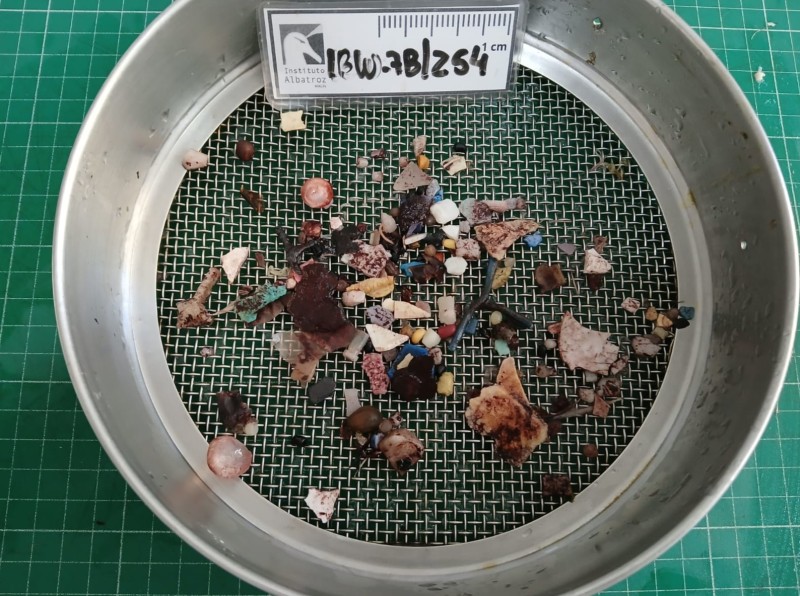 Fragmentos pl�sticos encontrados no est�mago de ave marinha
