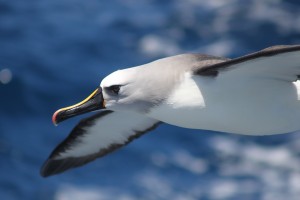 Dia Mundial do Albatroz: há 36 anos, projeto brasileiro aposta em pesquisa e educação ambiental para conservar aves oceânicas Dia Mundial do Albatroz: há 36 anos, projeto brasileiro aposta em pesquisa e educação ambiental para conservar aves oceânicas