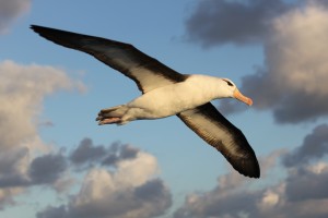 Dia Mundial do Albatroz: há 36 anos, projeto brasileiro aposta em pesquisa e educação ambiental para conservar aves oceânicas Dia Mundial do Albatroz: há 36 anos, projeto brasileiro aposta em pesquisa e educação ambiental para conservar aves oceânicas