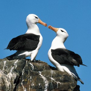 Dia Mundial do Albatroz: h� 36 anos, projeto brasileiro aposta em pesquisa e educa��o ambiental para conservar aves oce�nicas