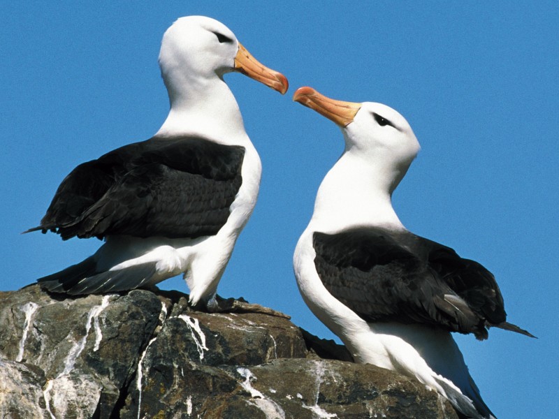Dia Mundial do Albatroz: h� 36 anos, projeto brasileiro aposta em pesquisa e educa��o ambiental para conservar aves oce�nicas