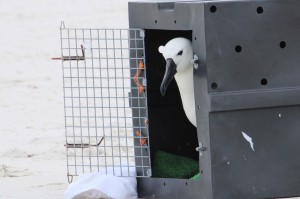 Albatroz reabilitado retorna � natureza  na Regi�o dos Lagos (RJ)