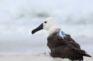 Albatroz reabilitado retorna � natureza  na Regi�o dos Lagos (RJ)