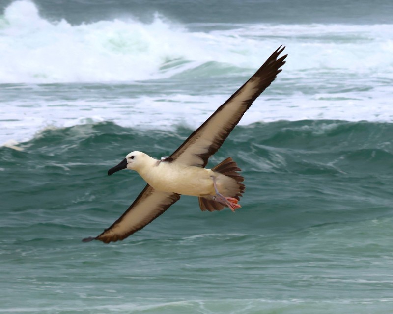 Albatroz reabilitado retorna � natureza  na Regi�o dos Lagos (RJ)