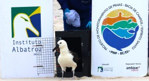 Albatroz reabilitado retorna � natureza  na Regi�o dos Lagos (RJ)