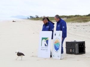Albatroz reabilitado retorna � natureza  na Regi�o dos Lagos (RJ)