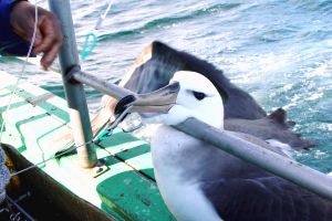 Albatroz fisgado_Dimas Gianuca Projeto Albatroz Albatroz fisgado_Dimas Gianuca Projeto Albatroz